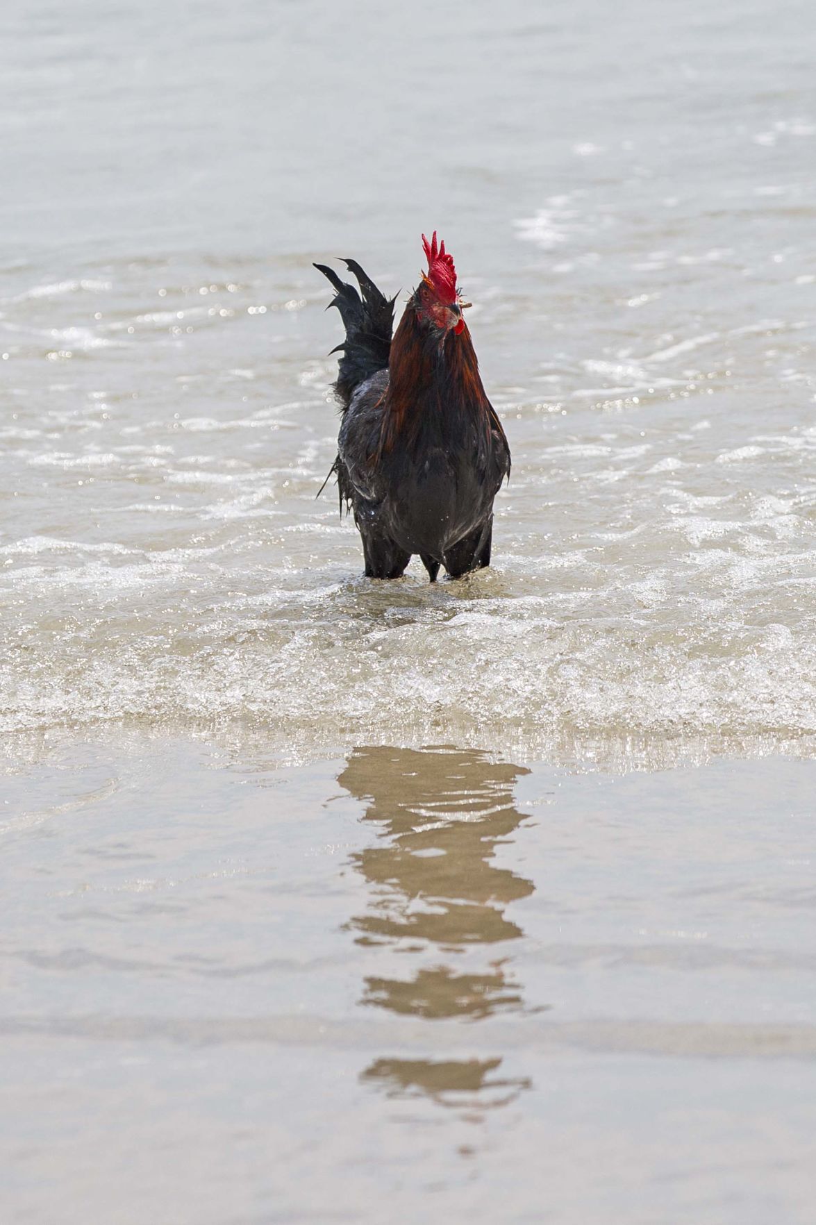 Bluff, an adventurous Rooster